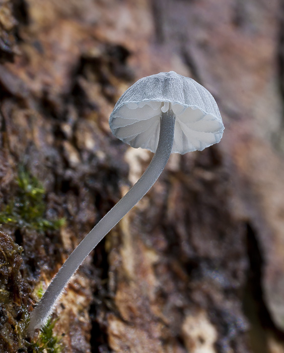 Mycena pseudocorticola